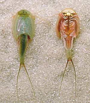 Triops